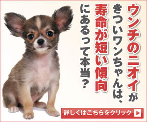 犬が食糞で吐く 嘔吐する原因とは